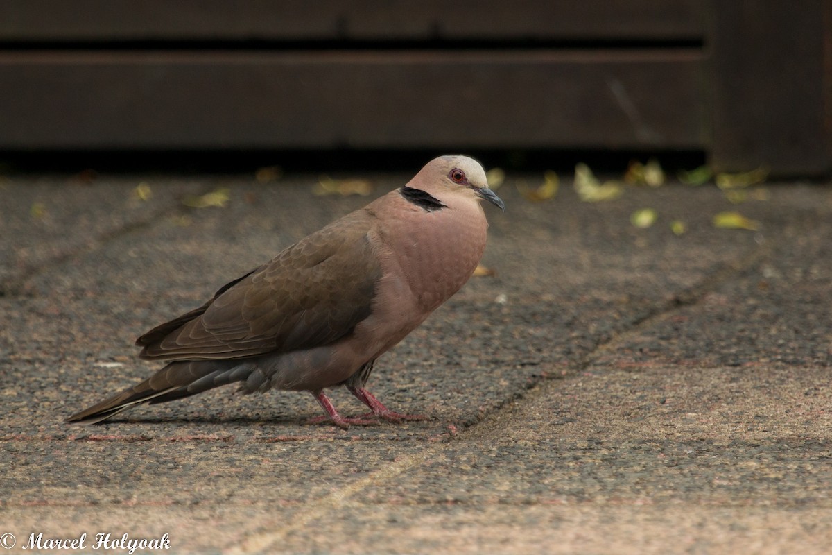 Red-eyed Dove - ML530777451