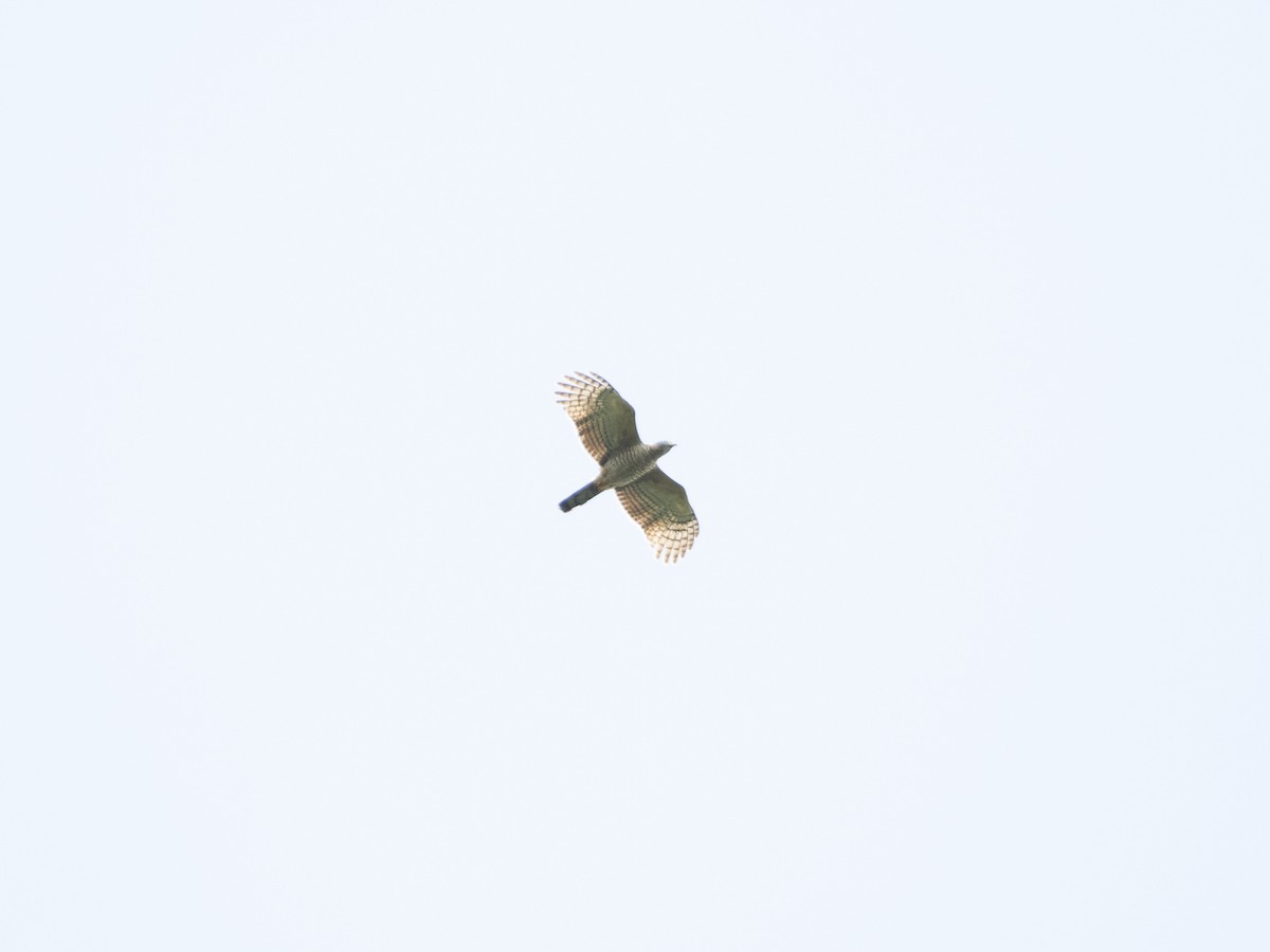 Hook-billed Kite (Hook-billed) - ML530778251