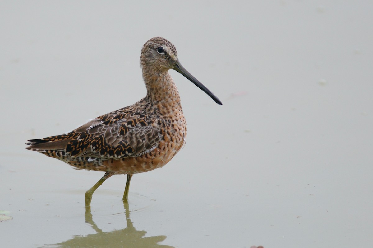 Long-billed Dowitcher - ML53078301
