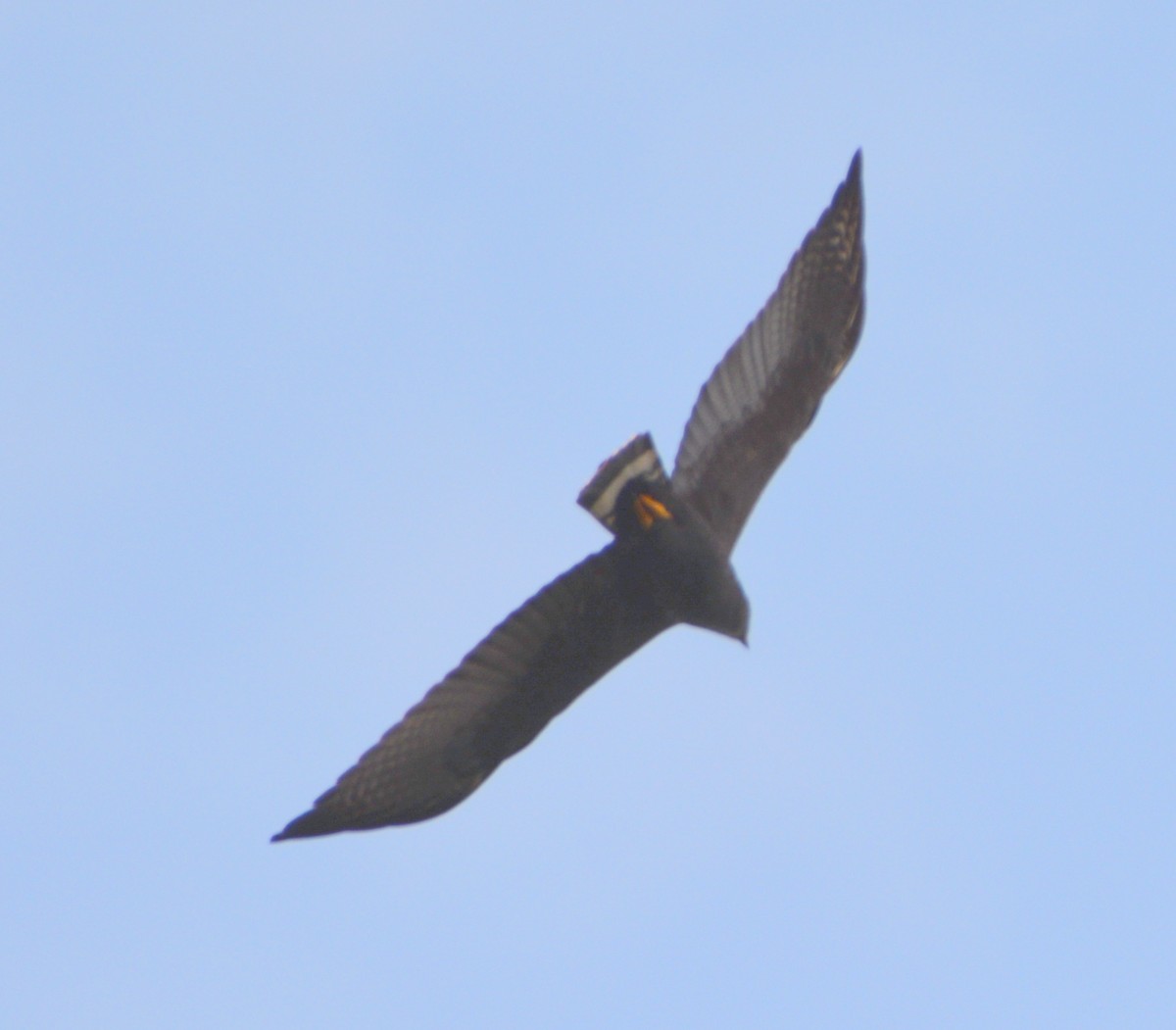Zone-tailed Hawk - ML530787331