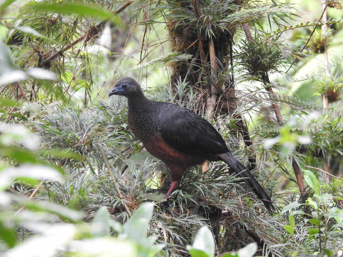 Sickle-winged Guan - ML530787581