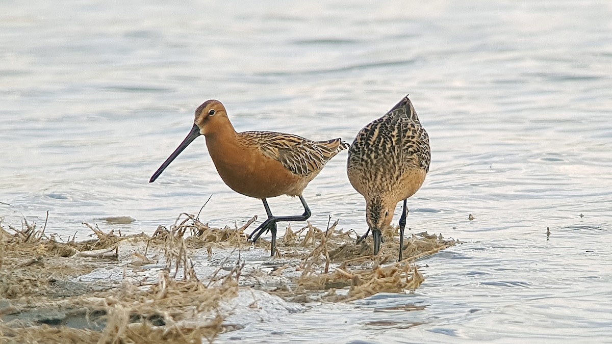 Asian Dowitcher - ML530788071
