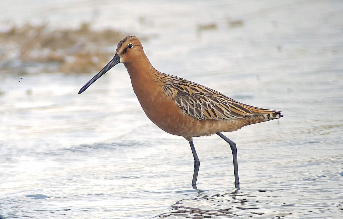 Asian Dowitcher - ML530788081