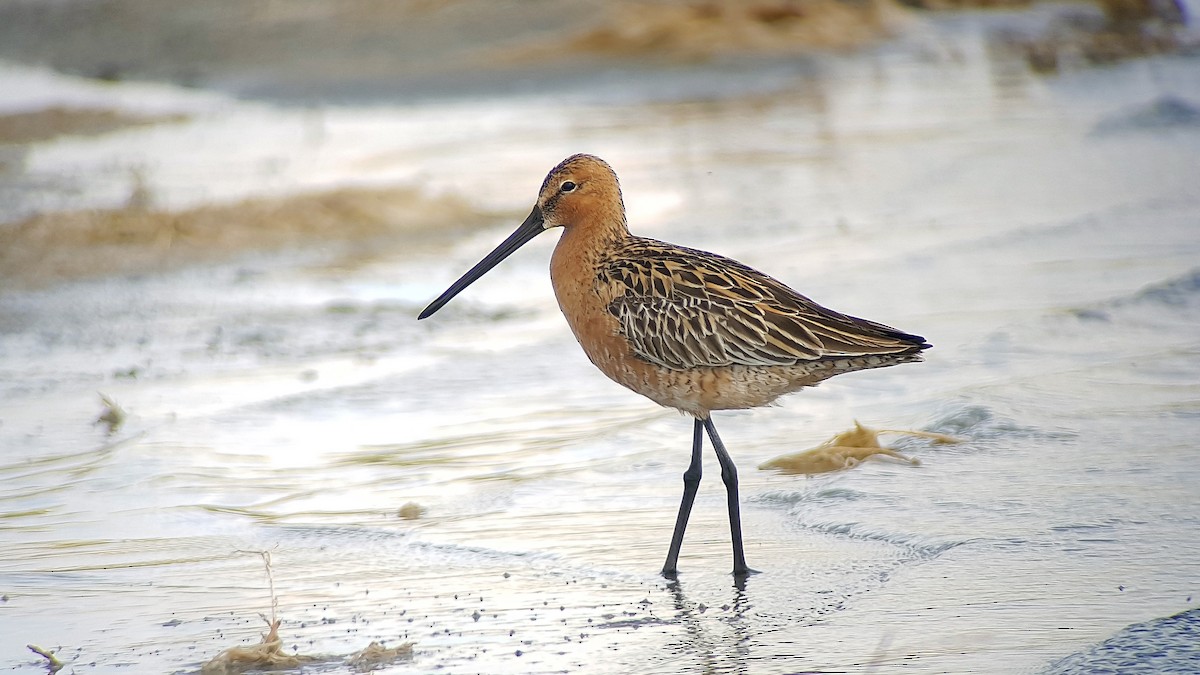 Asian Dowitcher - ML530788111
