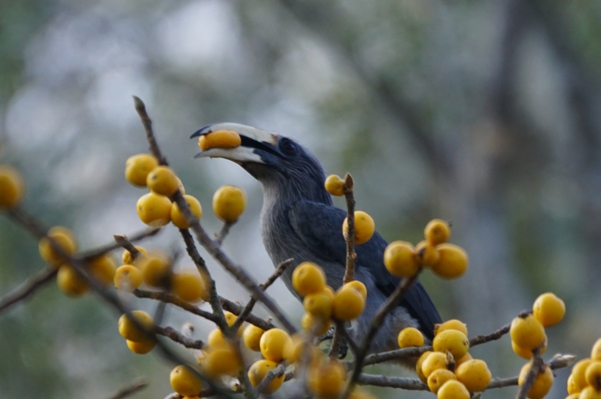 Malabar Gray Hornbill - Nevine Jacob
