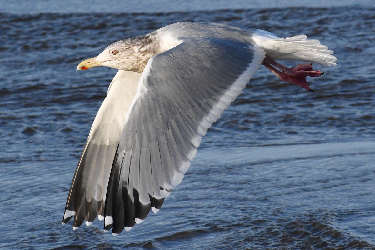 Herring x Glaucous-winged Gull (hybrid) - ML530791361