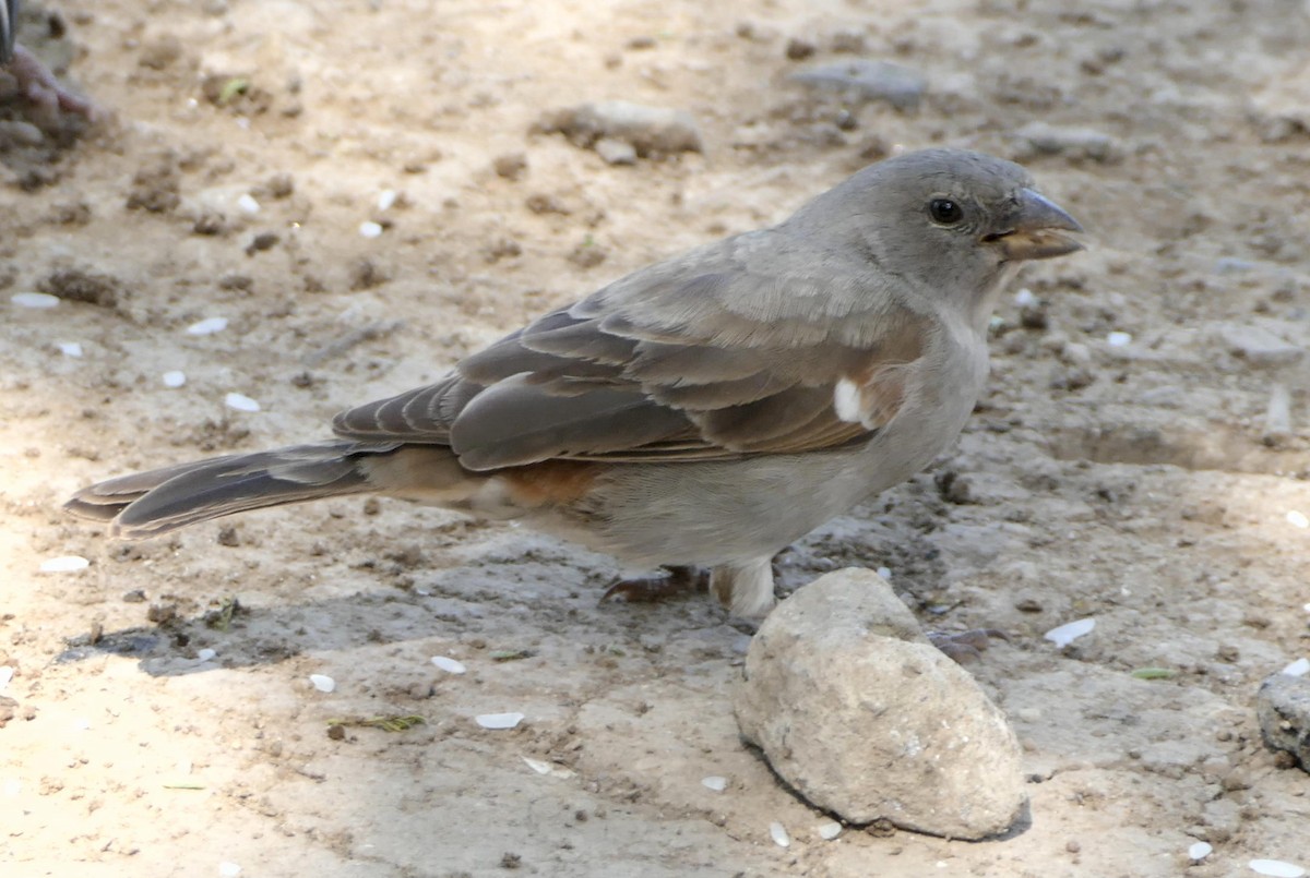 Swahili Sparrow - ML530791561