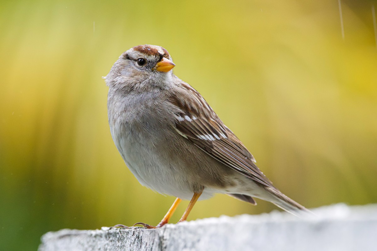 White-crowned Sparrow - ML530792271