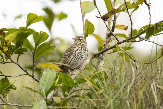 Olive-backed Pipit — photographed by Sayantan Ghosh