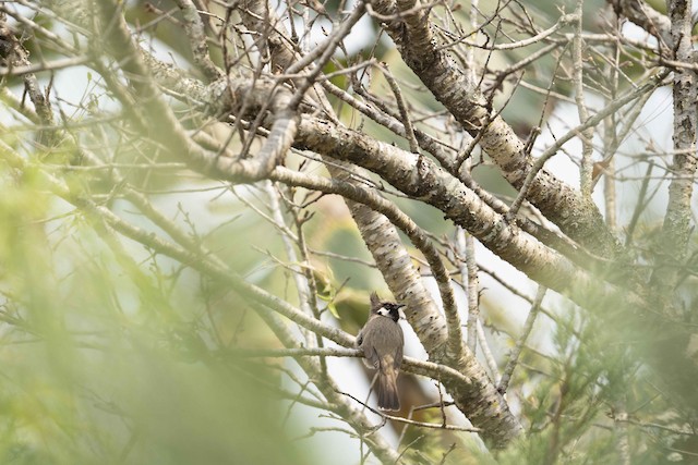 Himalayan Bulbul — photographed by Sayantan Ghosh