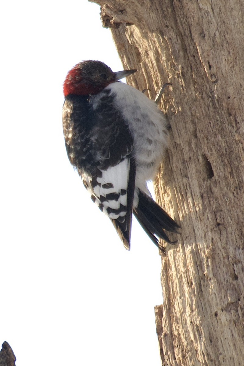 Red-bellied Woodpecker - ML530797701