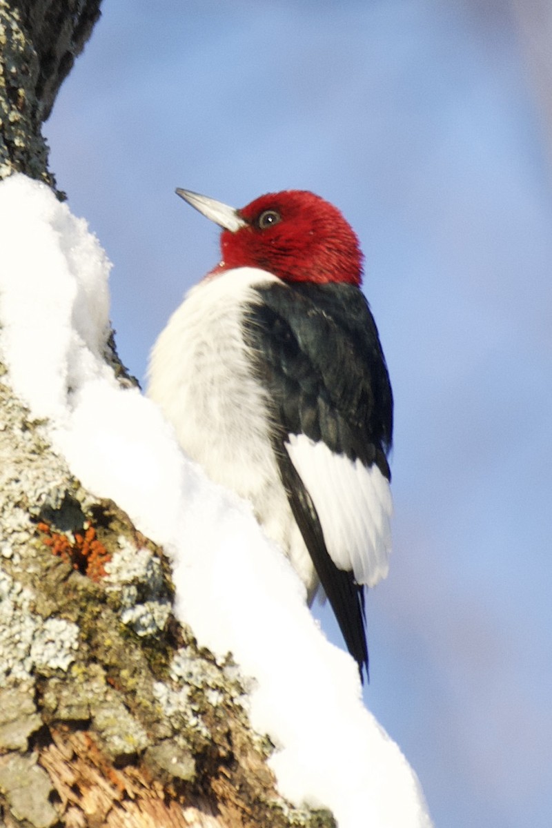 Red-bellied Woodpecker - ML530797711