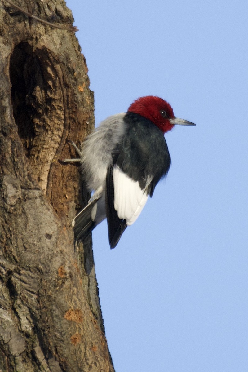 Red-bellied Woodpecker - ML530797721