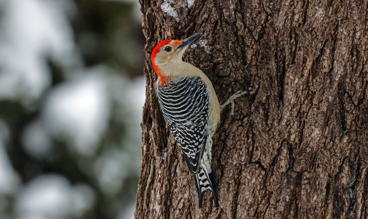 Red-bellied Woodpecker - John Guerin