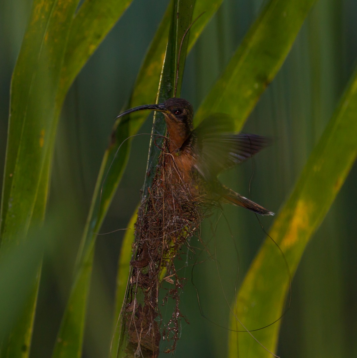 Rufous-breasted Hermit - ML53080311