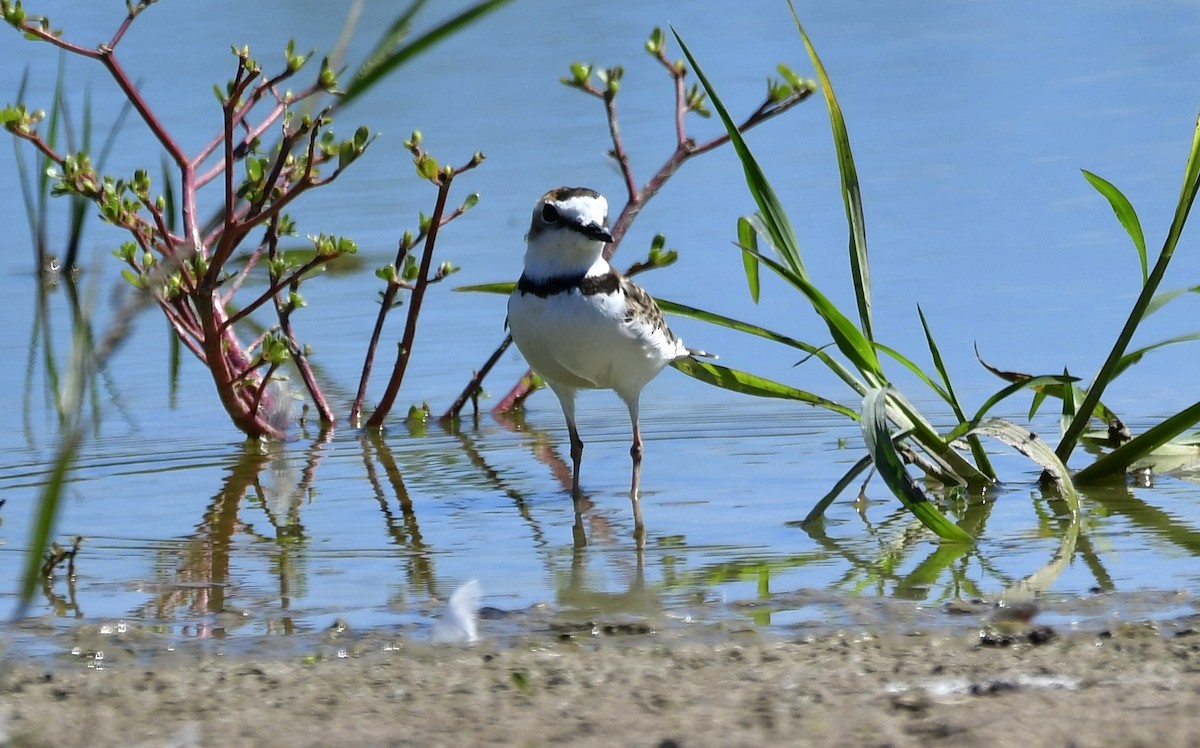 Collared Plover - ML530804701