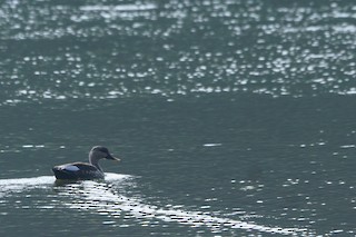 Indian Spot-billed Duck, ML53080481