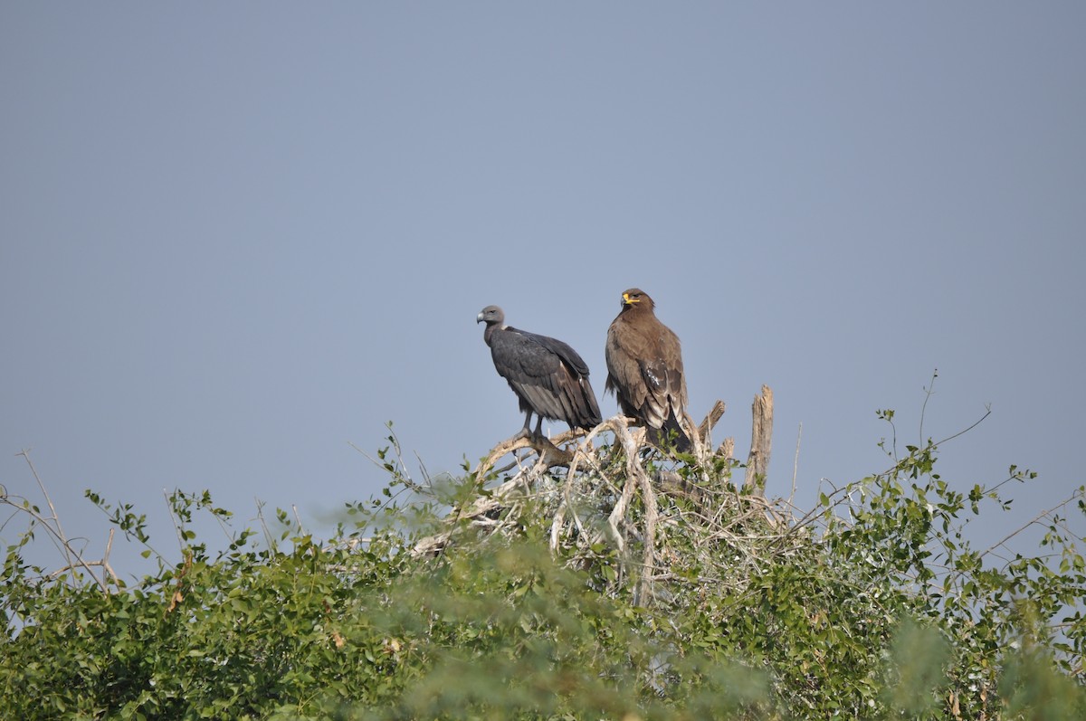 White-rumped Vulture - Anup Chavda