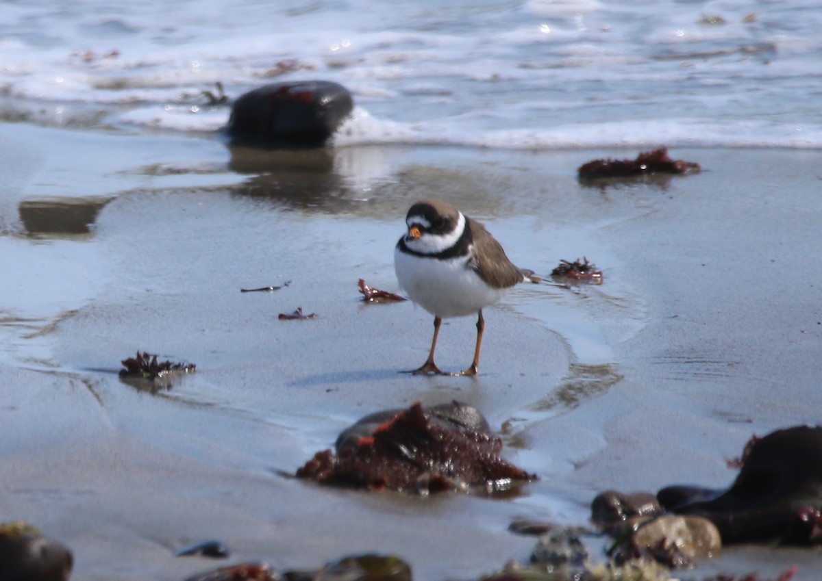Semipalmated Plover - ML530807451