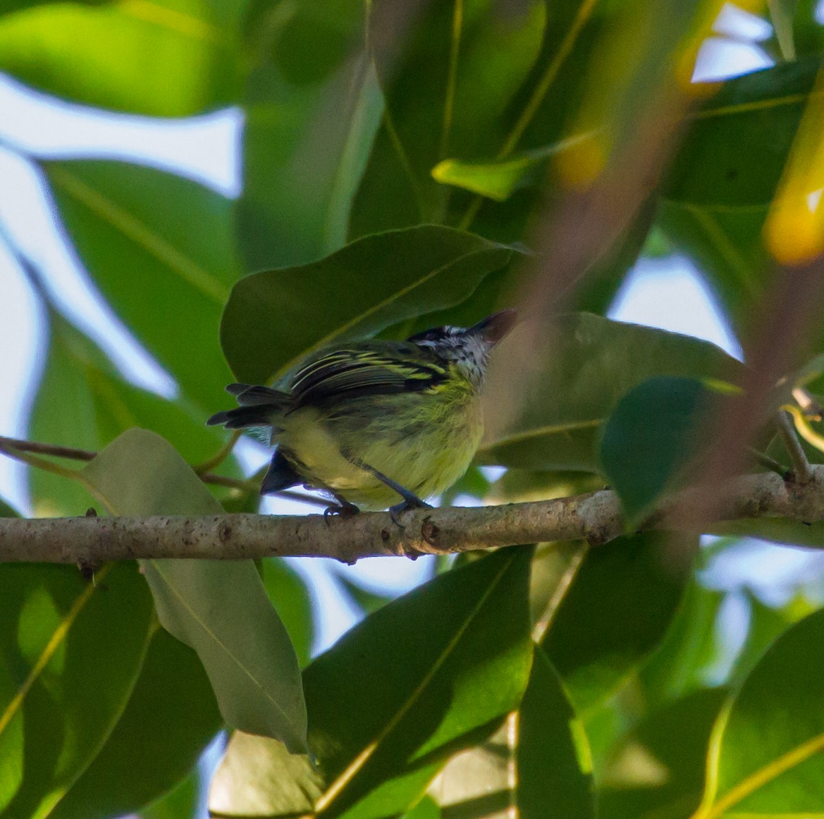 Painted Tody-Flycatcher - ML53080911