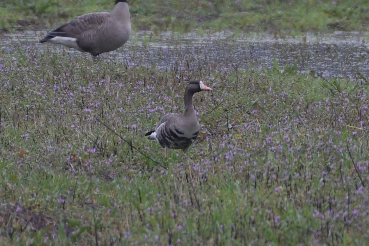 Greater White-fronted Goose - ML530810331