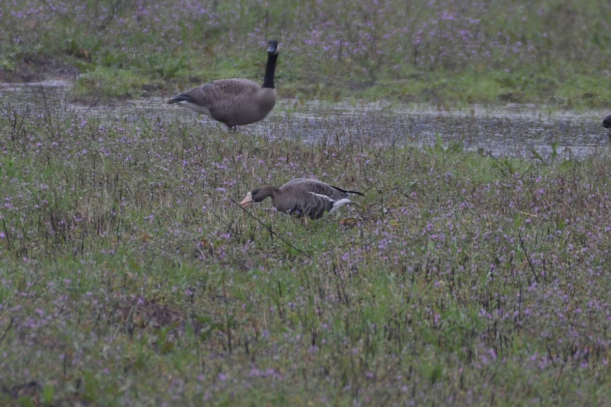 Greater White-fronted Goose - ML530810341