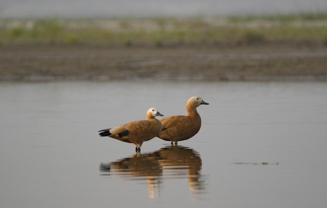 Ruddy Shelduck (Brahminy Duck) — photographed by Sayantan Ghosh