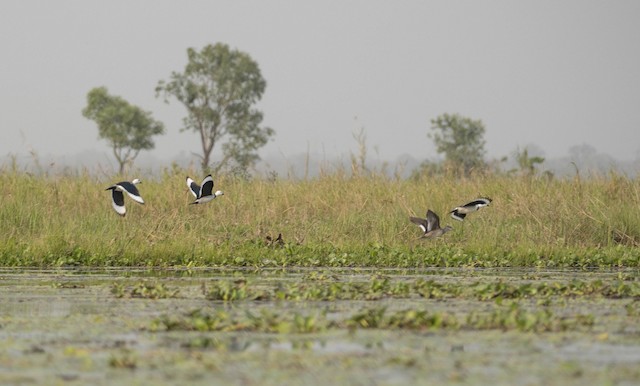 Cotton Pygmy-Goose (Cotton Teal) — photographed by Sayantan Ghosh