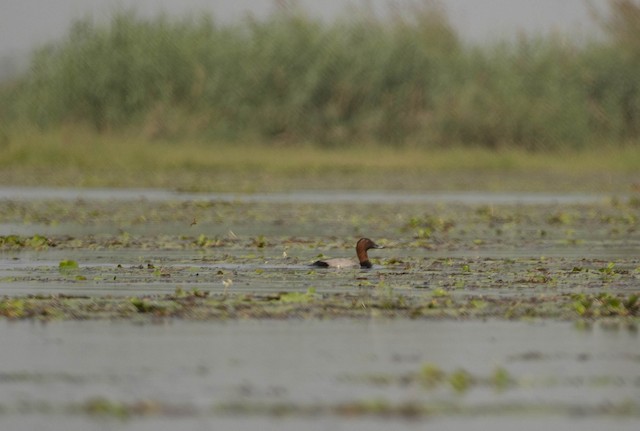 Common Pochard — photographed by Sayantan Ghosh