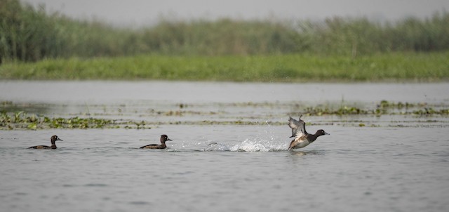 Tufted Duck — photographed by Sayantan Ghosh