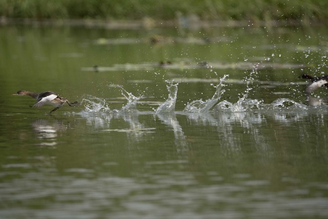 Little Grebe — photographed by Sayantan Ghosh