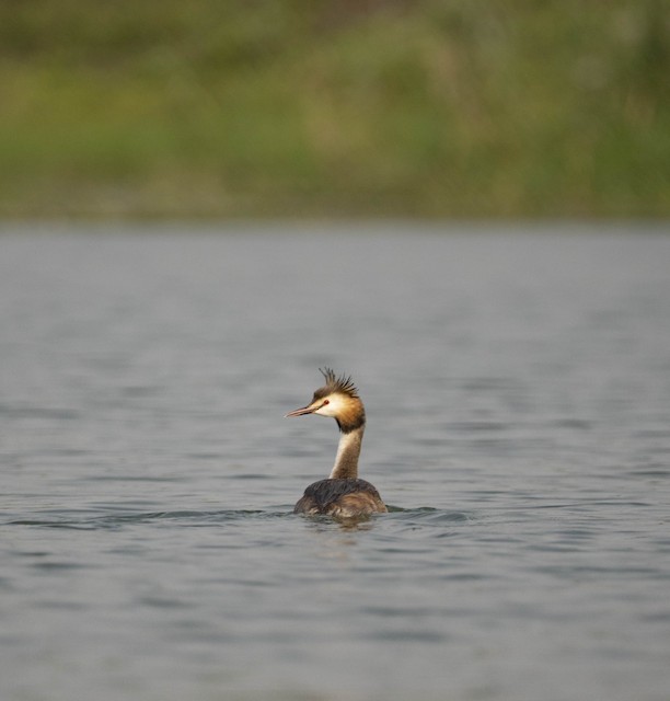 Great Crested Grebe — photographed by Sayantan Ghosh
