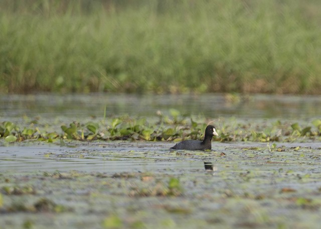Eurasian Coot — photographed by Sayantan Ghosh
