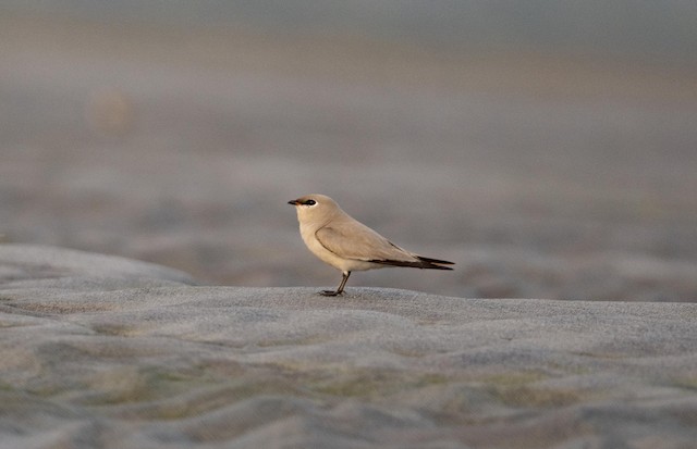 Small Pratincole — photographed by Sayantan Ghosh