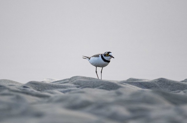 Little Ringed Plover — photographed by Sayantan Ghosh