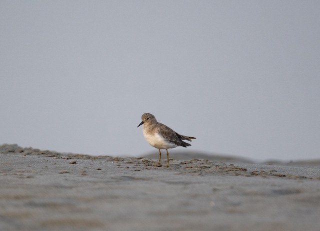 Temminck's Stint — photographed by Sayantan Ghosh
