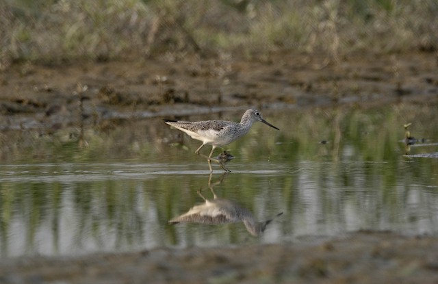 Common Greenshank — photographed by Sayantan Ghosh