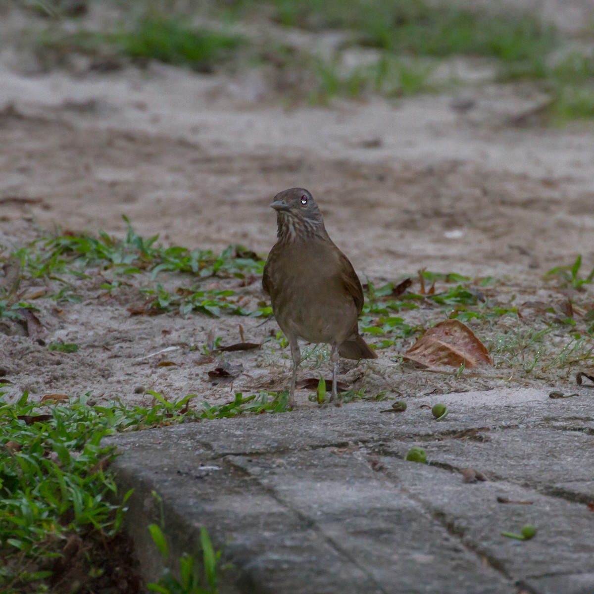 Pale-breasted Thrush - ML53081161