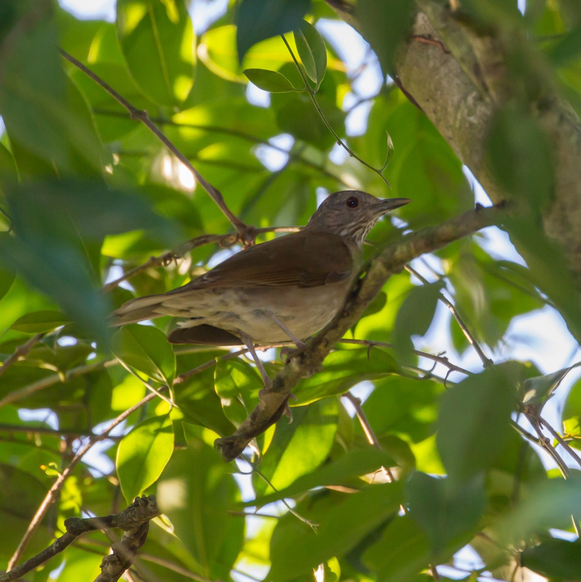 Pale-breasted Thrush - ML53081211