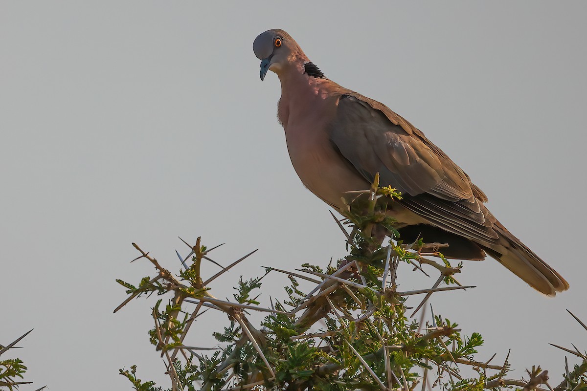 Mourning Collared-Dove - ML530812761