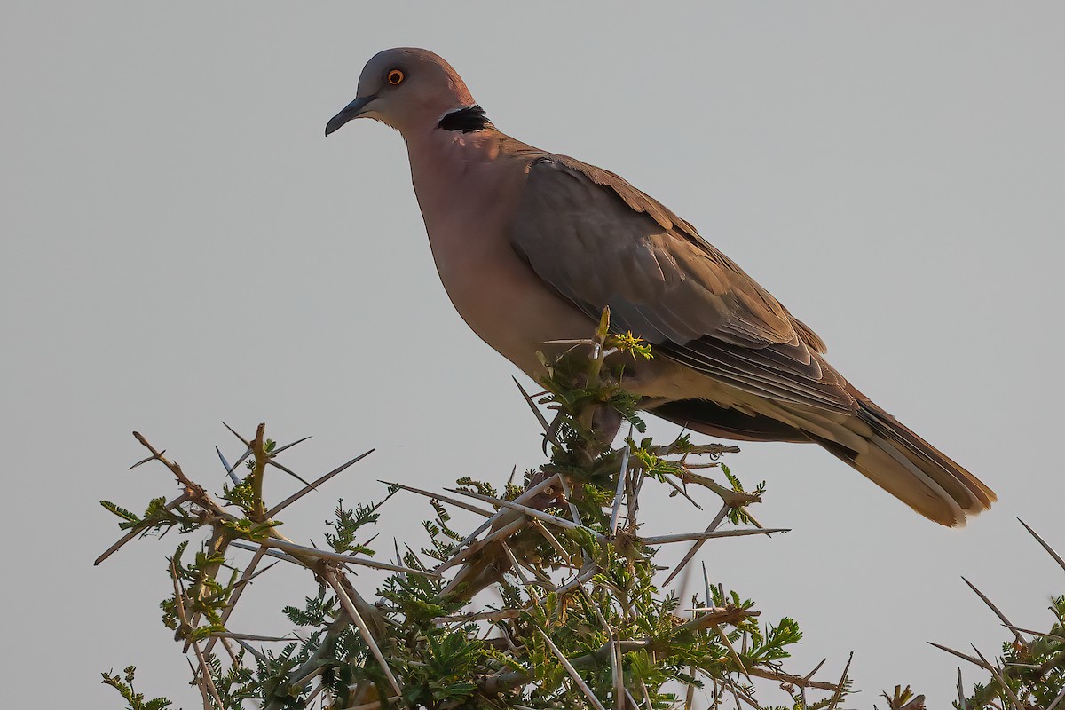 Mourning Collared-Dove - ML530812771