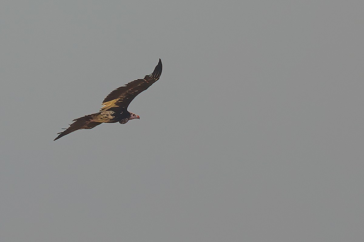 White-headed Vulture - Jaap Velden