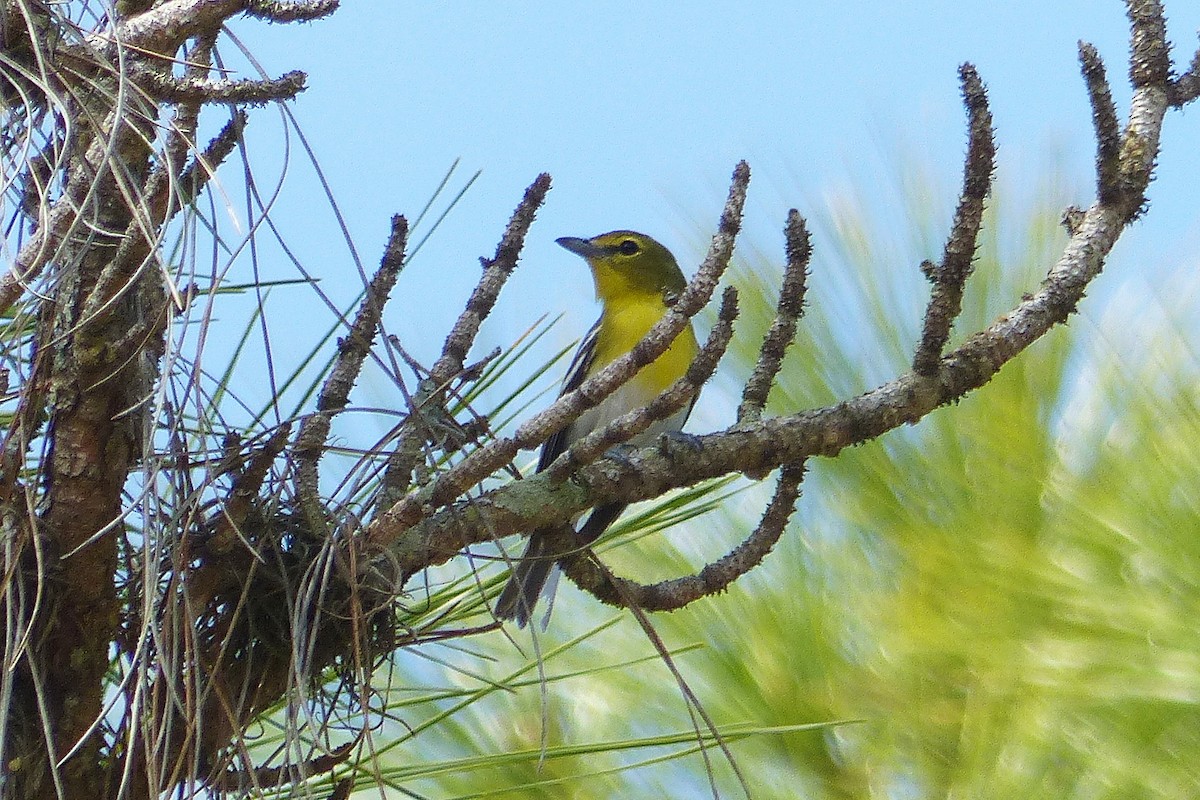 Yellow-throated Vireo - Lorraine Margeson