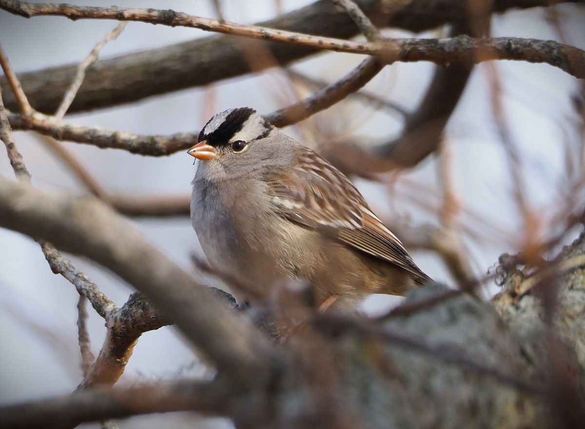 White-crowned Sparrow - ML530817901