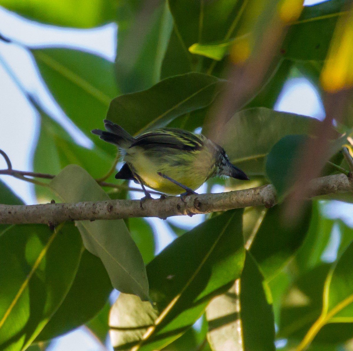 Painted Tody-Flycatcher - ML53081891