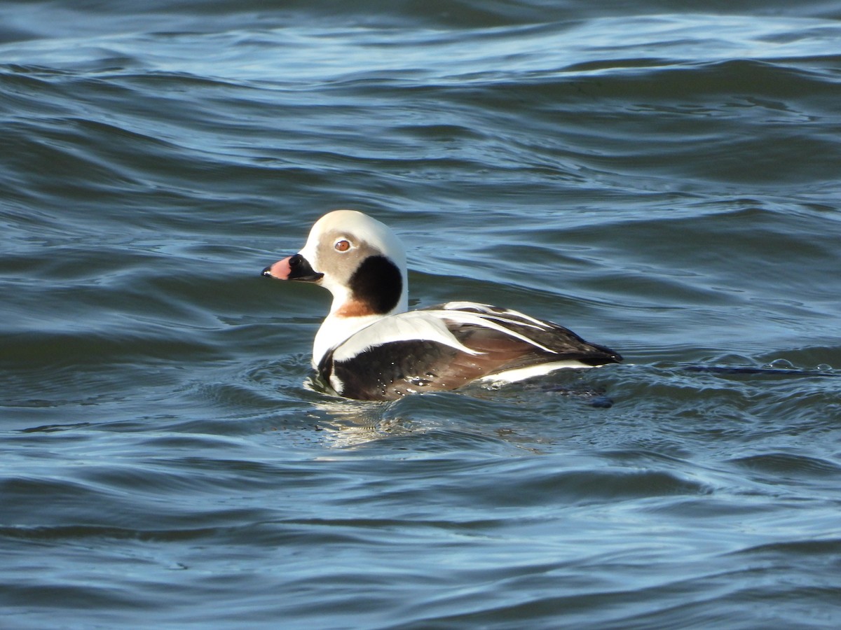 Long-tailed Duck - ML530821461