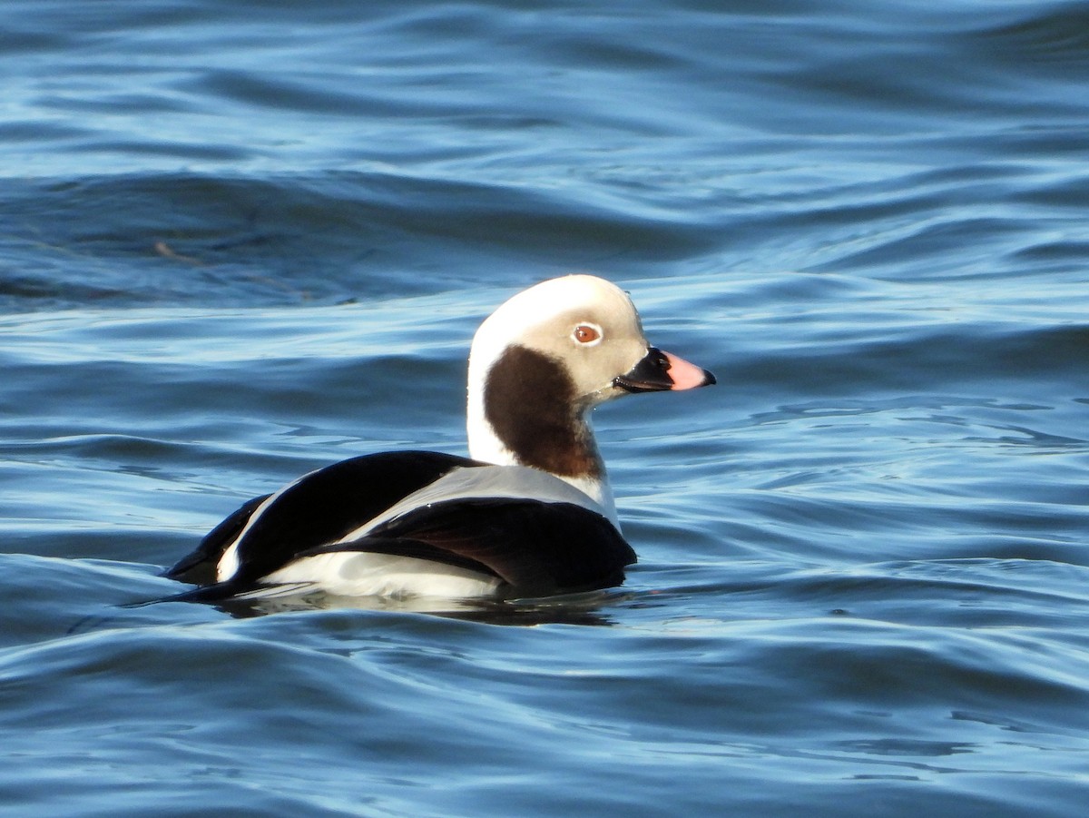 Long-tailed Duck - ML530821521