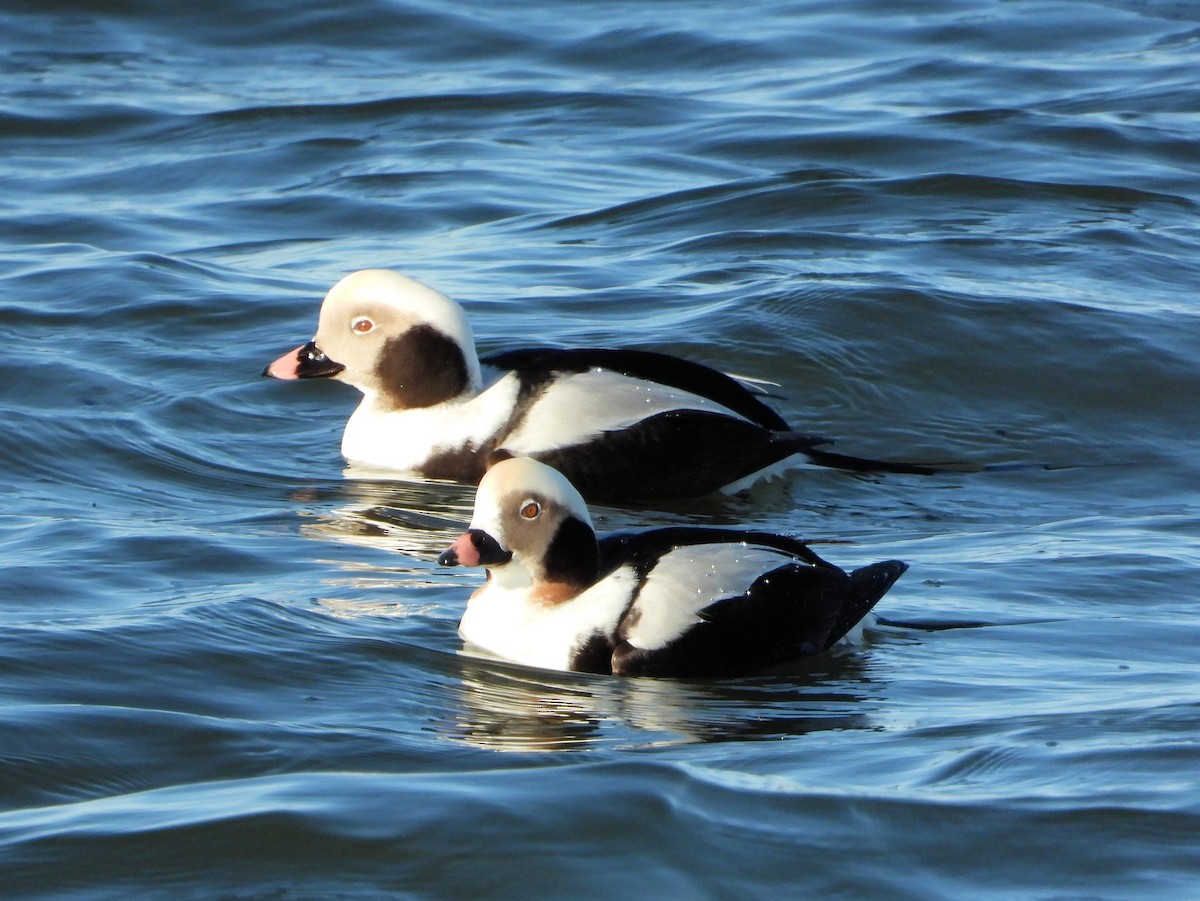 Long-tailed Duck - ML530821631