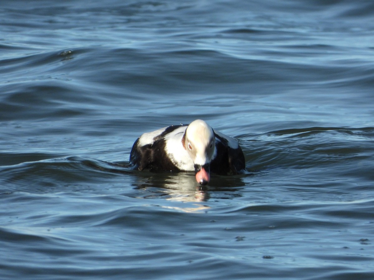 Long-tailed Duck - ML530821841