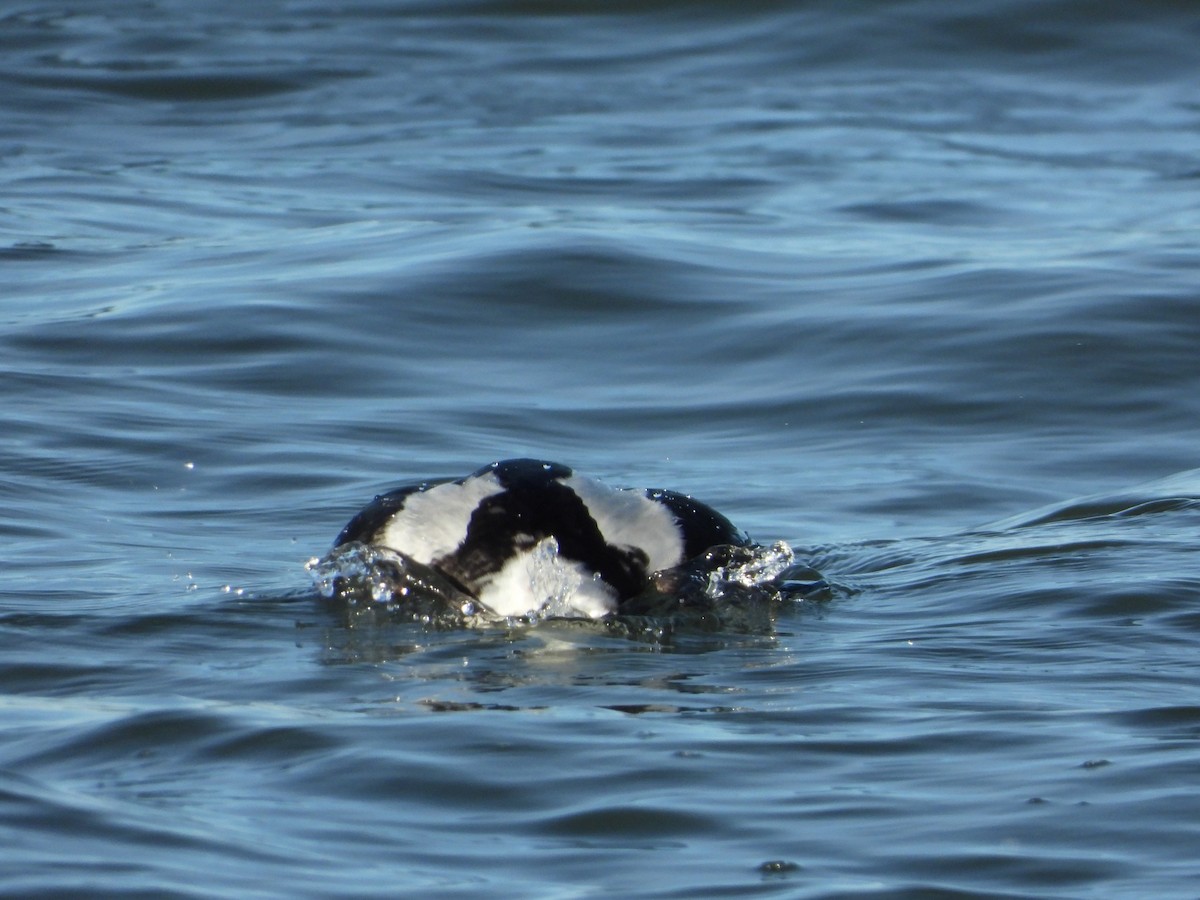 Long-tailed Duck - ML530821931